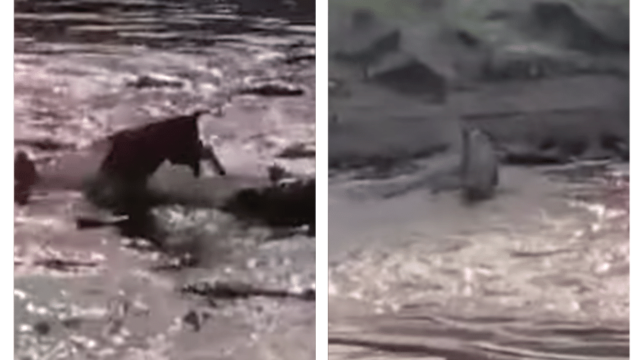 Vídeo mostra leão escapando de lagoa infestada de crocodilos na África - Reprodução/YouTube