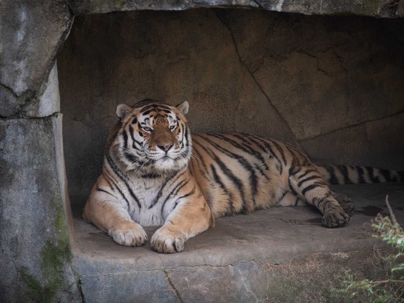 O melhor dessa reportagem é no final o tigre p..to da vida se explic