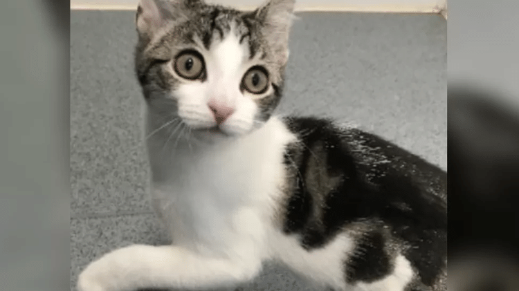 "We spent time watching this cat to make sure it was able to urinate and defecate properly before it was considered ready to be rehomed," said the veterinarian - BBC - BBC