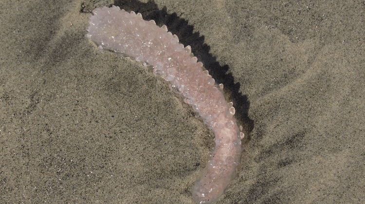 Pirossoma menor encontrado em praia