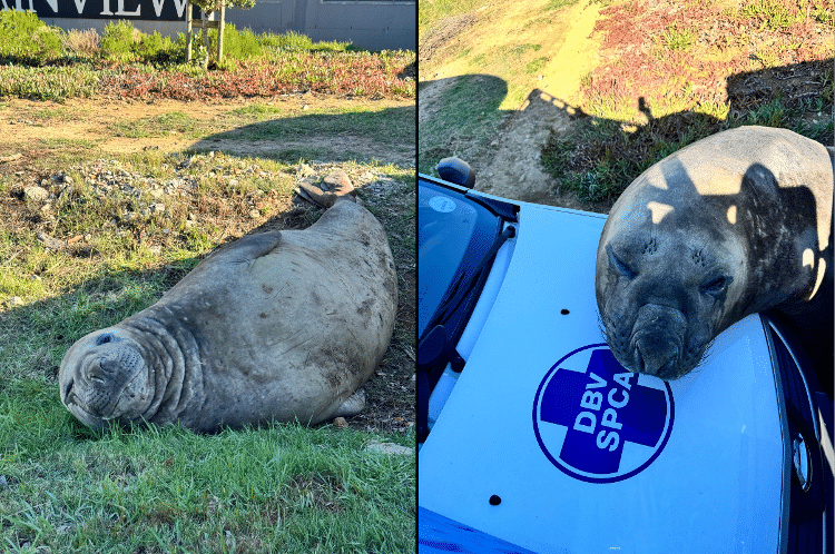 Elefante-marinho macho foi resgatado e devolvido ao mar Elefante-marinho macho foi resgatado e devolvido ao mar