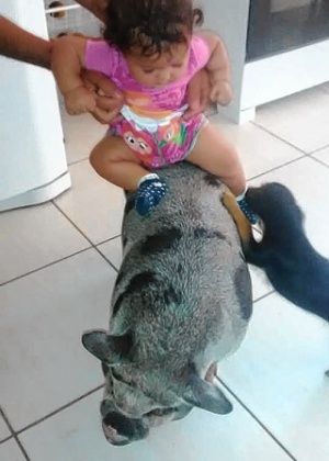 O porco Rabicó, de nove meses, criado como animal de estimação por um chapeiro em São Manuel (SP) - Arquivo pessoal