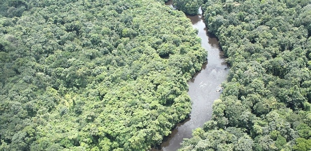 Floresta amazônica teve aumento de 16% de área desmatada - William Milliken-RBG Kew, Bruce Hoffman, Marcelo F. Simon, Terry Henkel, Hans ter Steege e Emilio Vilanova/Divulgação