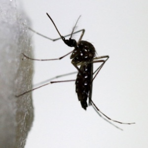 Além de mosquitos Aedes, vírus da zika também pode ser transmitido pelo sexo - Josue Decavele/ Reuters