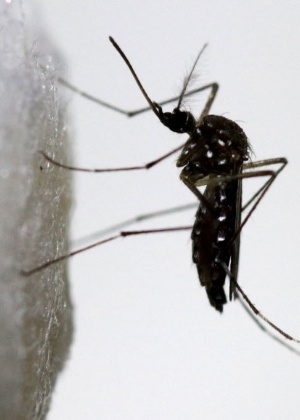 Zika é transmitido por picada do mosquito "Aedes aegypti" - Josue Decavele/ Reuters