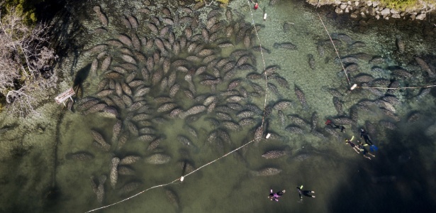 Peixes-boi se agrupam na reserva de vida selvagem de Crystal River, na Flórida - Luis Santana/Tampa Bay Times 