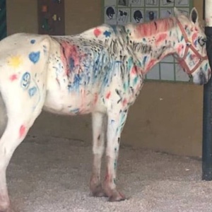 Animal foi pintado em colônia de férias da Escola de Equitação da Hípica, no DF - Reprodução/Facebook