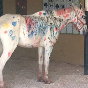 Cavalo  O caso do cavalo pintado por crianças: maus-tratos?