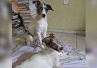ONG exige que cão que foi ajudado por irmão não seja separado em adoção - Divulgação/Arquivo pessoal