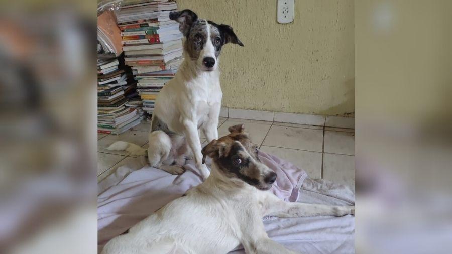 Cachorros foram batizados como "Caju e Castanha", em homenagem à dupla pernambucana de embolada - Divulgação/Arquivo pessoal