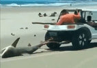 Seis pessoas são autuadas por tortura e morte de tubarão no Ceará - Reprodução de vídeo