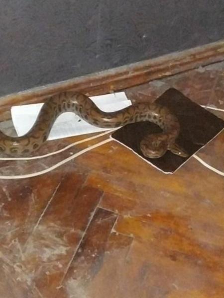 Cobra encontrada embaixo de cama em cidade na Ucrânia - Reprodução/Facebook/Polícia de patrulha da região de Kharkiv