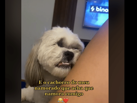 Tik Tok: Cãozinho com ciúme da namora do tutor viraliza; assista