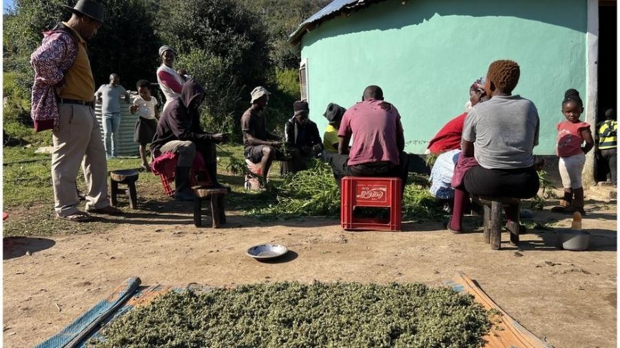 Pequenos cultivadores de cannabis dizem ter sido prejudicados com nova legislação da África do Sul - BBC