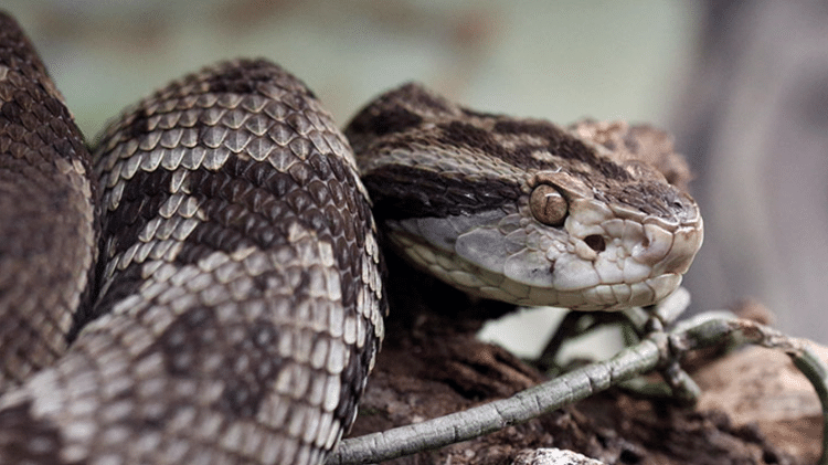 Biólogo encostou mais de 40 mil vezes em jararacas para descobrir quando e por que serpentes peçonhentas mordem
