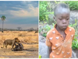 Mogli da vida real: menino de 8 anos sobrevive 5 dias sozinho em floresta