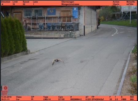 13.abr.2018 - Radar flagrou pato em alta velocidade na mesma rua 13.abr.2018 - Radar flagrou pato em alta velocidade na mesma rua