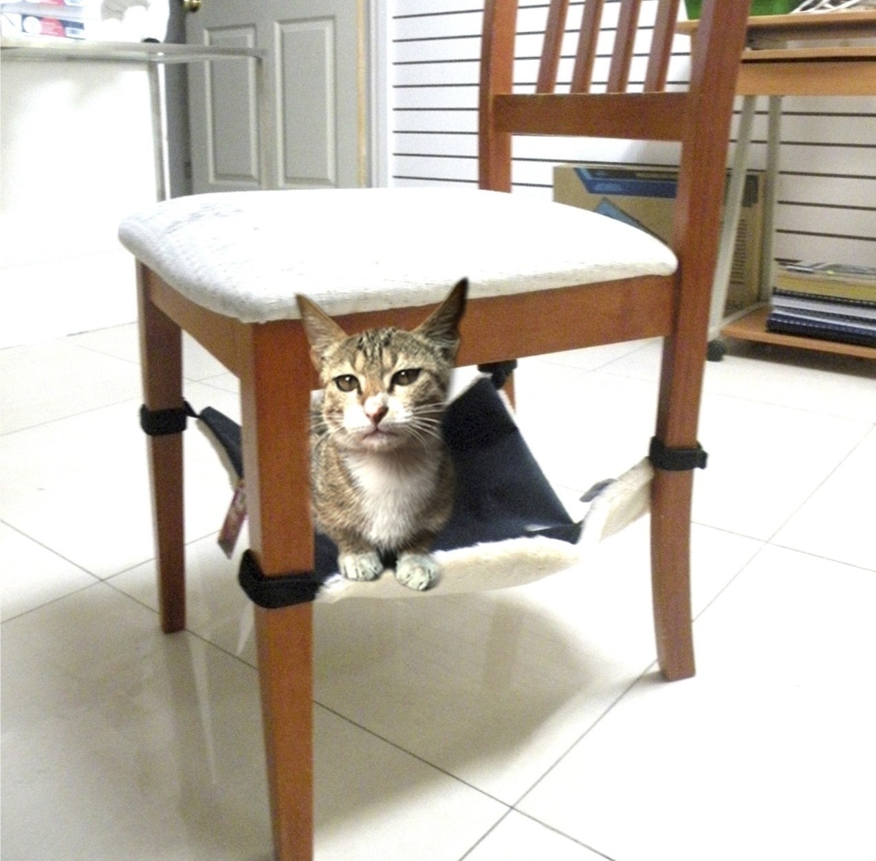 Pet Shop Animal Planet - Divulgação