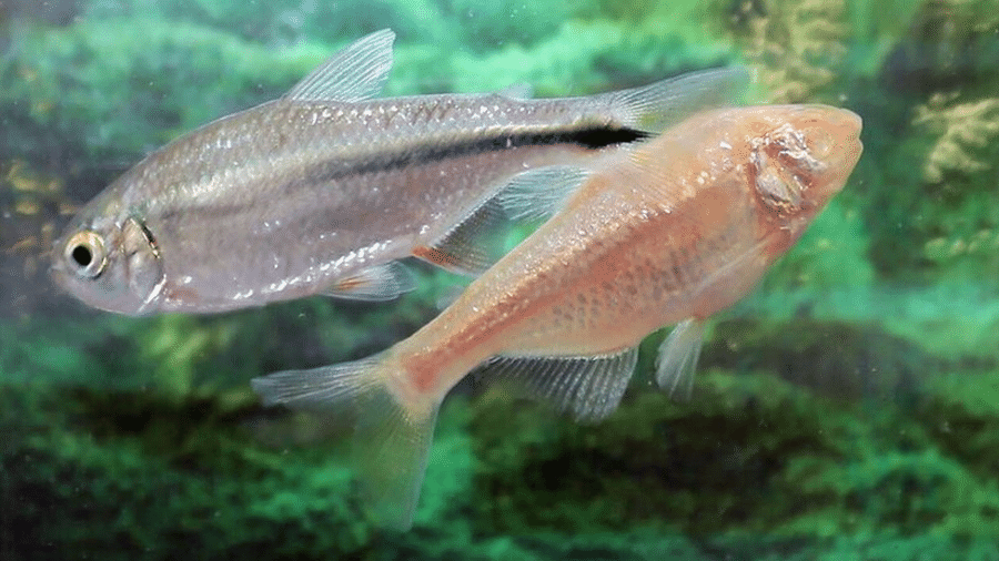 Três partes do genoma destes peixes permitem que eles mesmo "se curem" - BHF