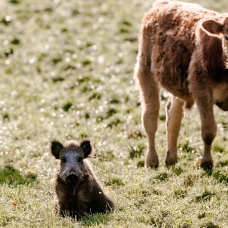 29.out.2015 - Pequeno javali caminha com vacas em campo em Moerel, no norte da Alemanha - Markus Scholz/AFP