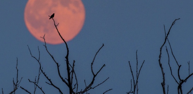 O que é a lua de morango? Fenômeno poderá ser observado hoje no Brasil