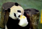 Panda comemora aniversário de 3 anos em zoológico da China - Wei Peiquan/Xinhua