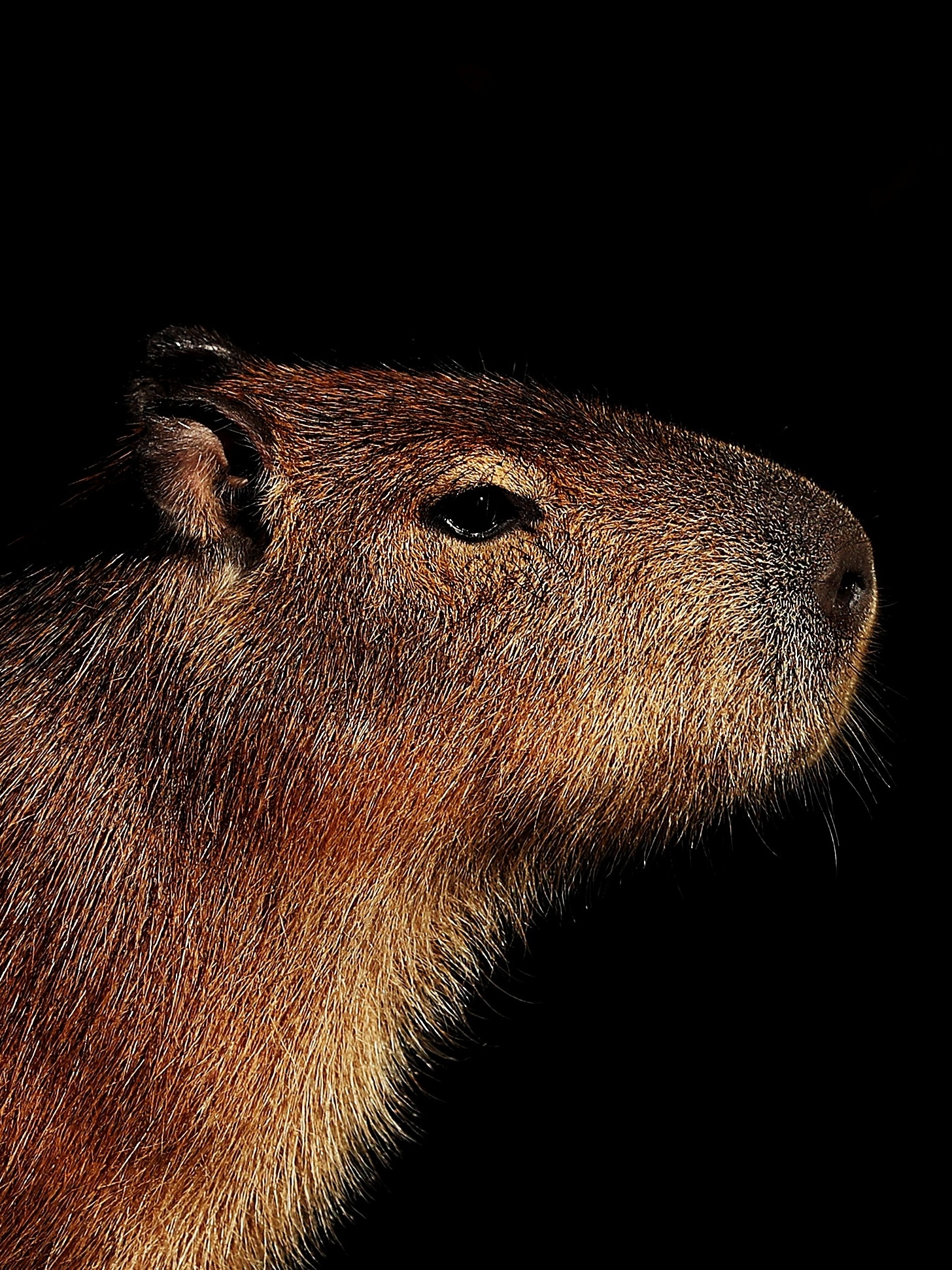 Capivaras, Curiosidades, Documentários Animais