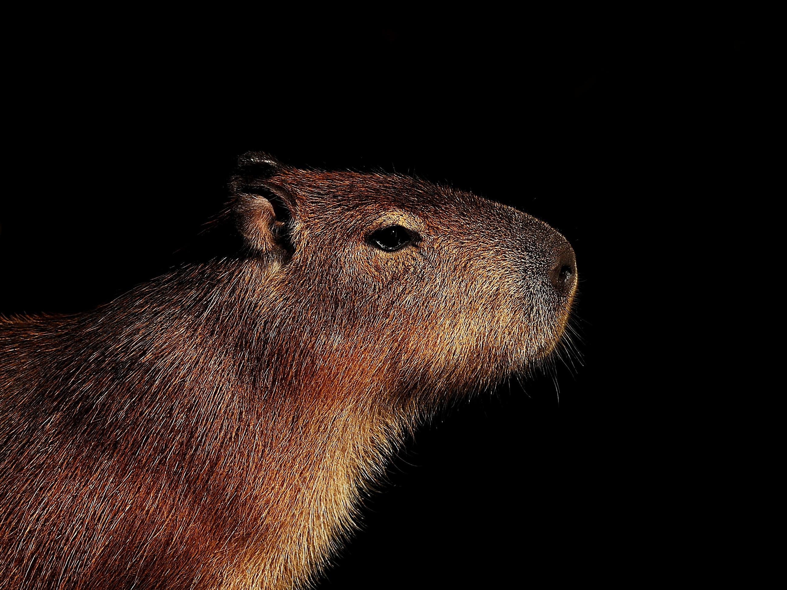 Capivara fofa em 2023  Capivara, Imagens de capivara, Fotos de capivara