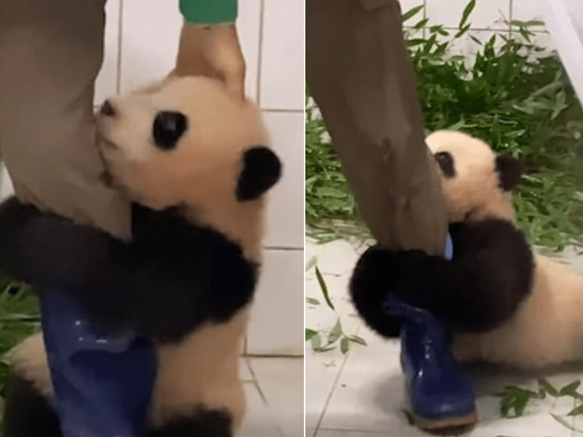 Panda bebê se agarra a perna de cuidador após exame; veja o  vídeo