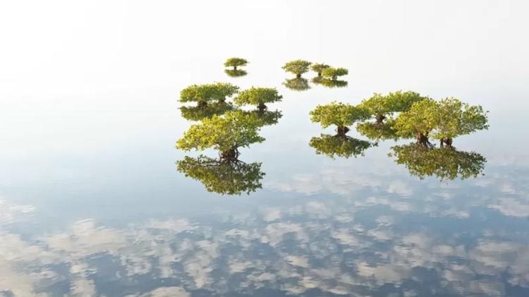 Second place in the Mangroves and Landscapes category: Dream Life of the Mangroves, Melody Roberts, USA - MELODI ROBERTS - MELODI ROBERTS