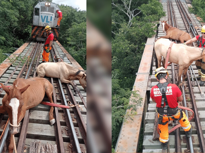 abelha#mata#cavalo#bombeiros