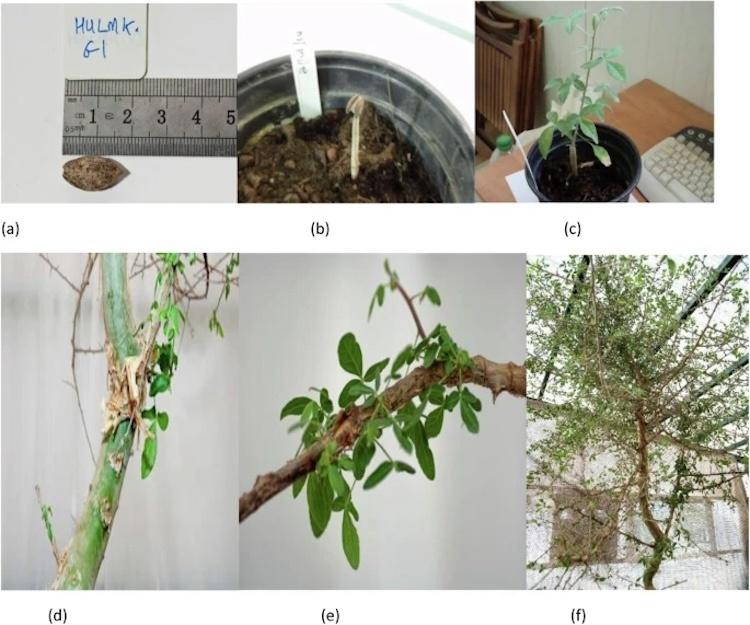 A semente germinada após mil anos deu origem a uma nova planta nos últimos quase 15 anos