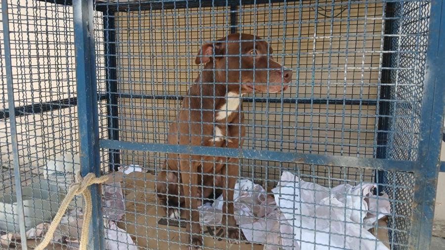 Pitbull foi apreendido pela secretaria Municipal de Proteção e Defesa dos Animais Pitbull foi apreendido pela secretaria Municipal de Proteção e Defesa dos Animais