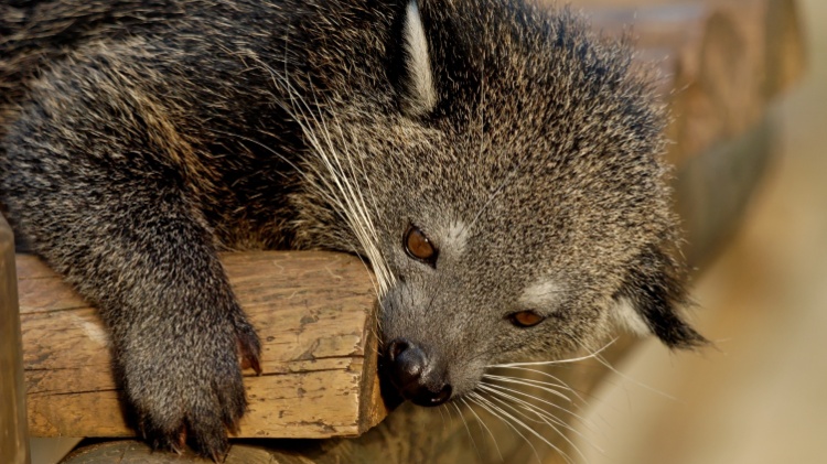 Urso-gato asiático tem cheiro de pipoca com manteiga; binturongue