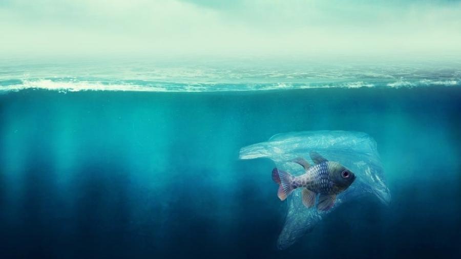 Impacto do plástico em animais marinhos é cada vez maior - Getty Images