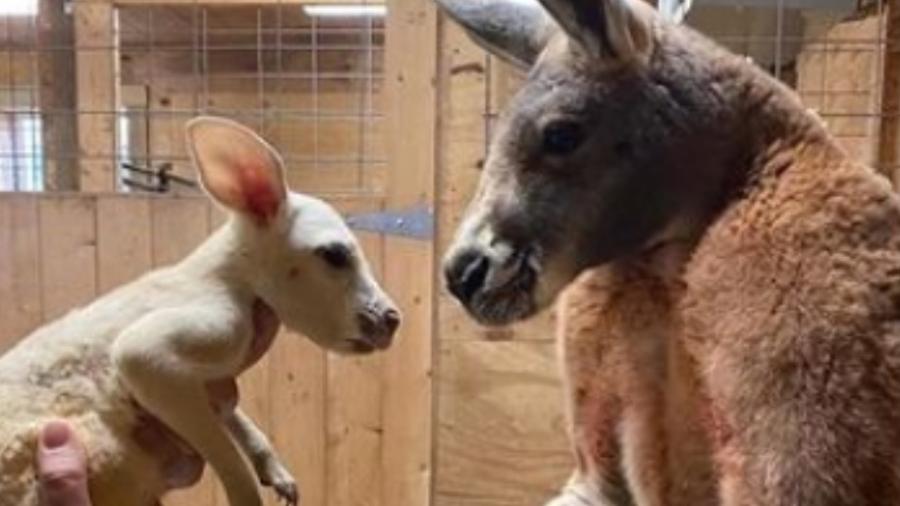 Canguru vermelho nasce com pelo branco nos EUA - Reprosução/Instagram