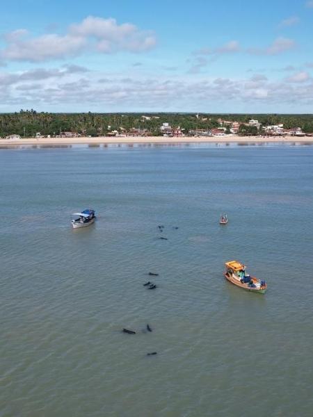 Baleias-piloto estão nadando de volta para costa sempre que afugentadas