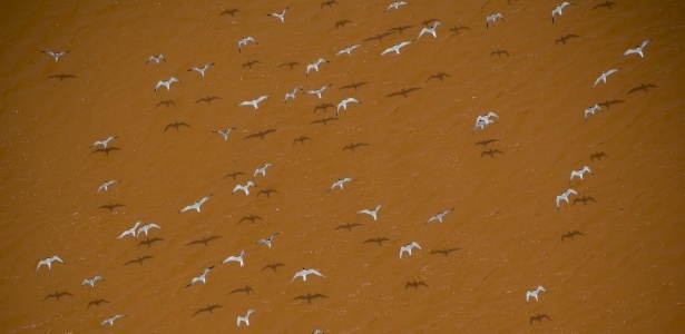 Aves sobrevoam praia de Regência (ES), próxima à foz do rio Doce - Fabio Braga/Folhapress