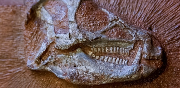 Os heterodontossauros, que viveram 200 milhões de anos atrás, eram herbívoros com cerca de um metro - Pierre Jayet/ESRF/AFP