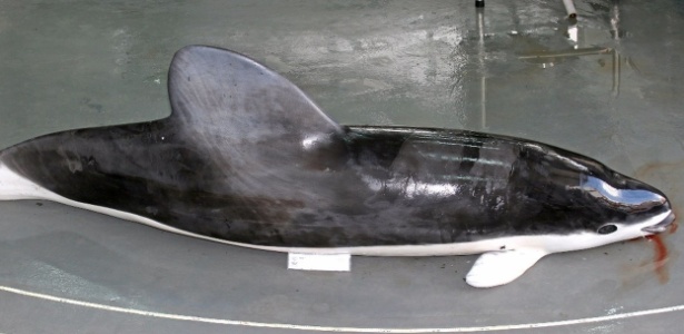 Golfinho-de-óculos, que raramente é visto no litoral brasileiro, morreu em Navegantes - Divulgação/Projeto de Monitoramento de Praias da Bacia de Santos