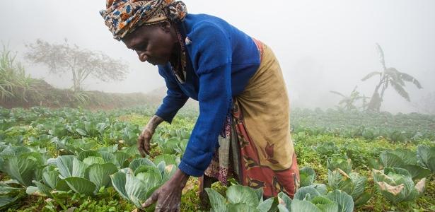 Agricultura na África