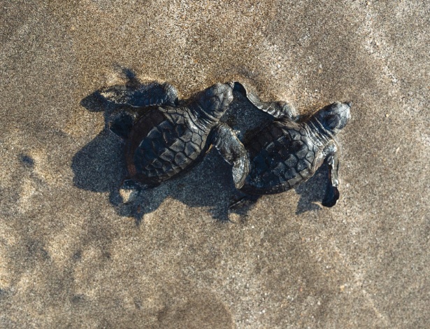 Filhotes de tartarugas-marinhas avançam em direção ao oceano na praia de Kuta, em Bali - Hannah Reyes Morales/The New York Times