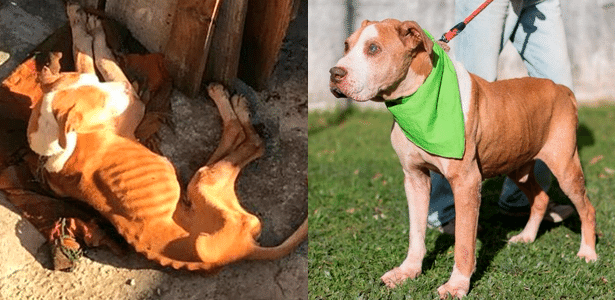  O cachorro Scooby foi resgatado após ficar sofrer maus-tratos e ficar acorrentado por anos em SC, sem comida e sem água - Divulgação/Dibea