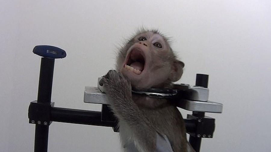 Macaco é visto sofrendo maus-tratos em suposto laboratório alemão - Reprodução/Facebook
