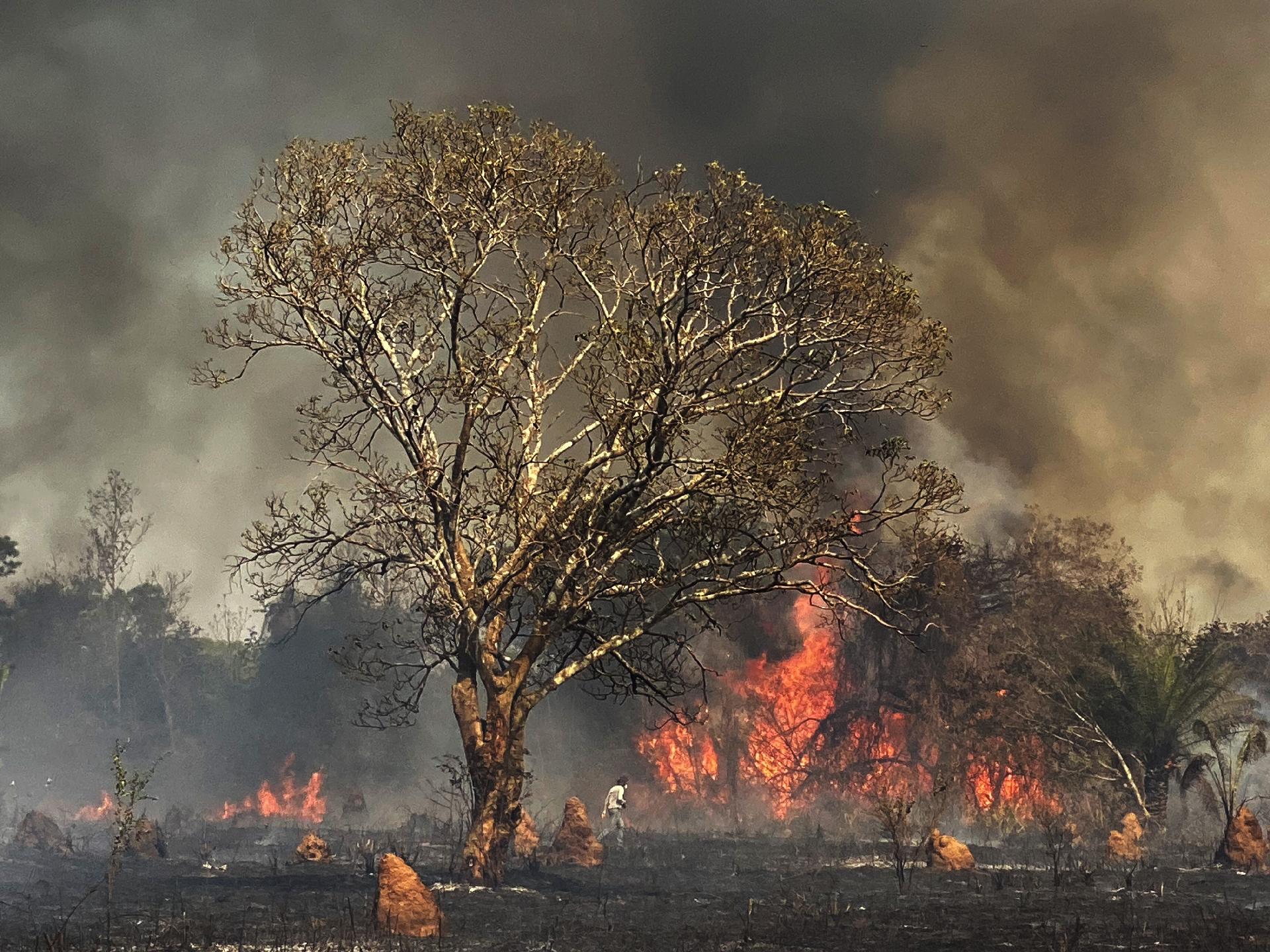 Tragédia ambiental no Pantanal: maior período de queimadas desde os anos 90