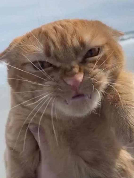 Gato rabugento' é o novo meme da web; conheça