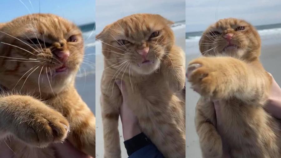 Pumpkin, o gato que fez careta após ficar irritado durante primeiro passeio que fez na praia - Reprodução/Facebook/PumpKin the Cat official 