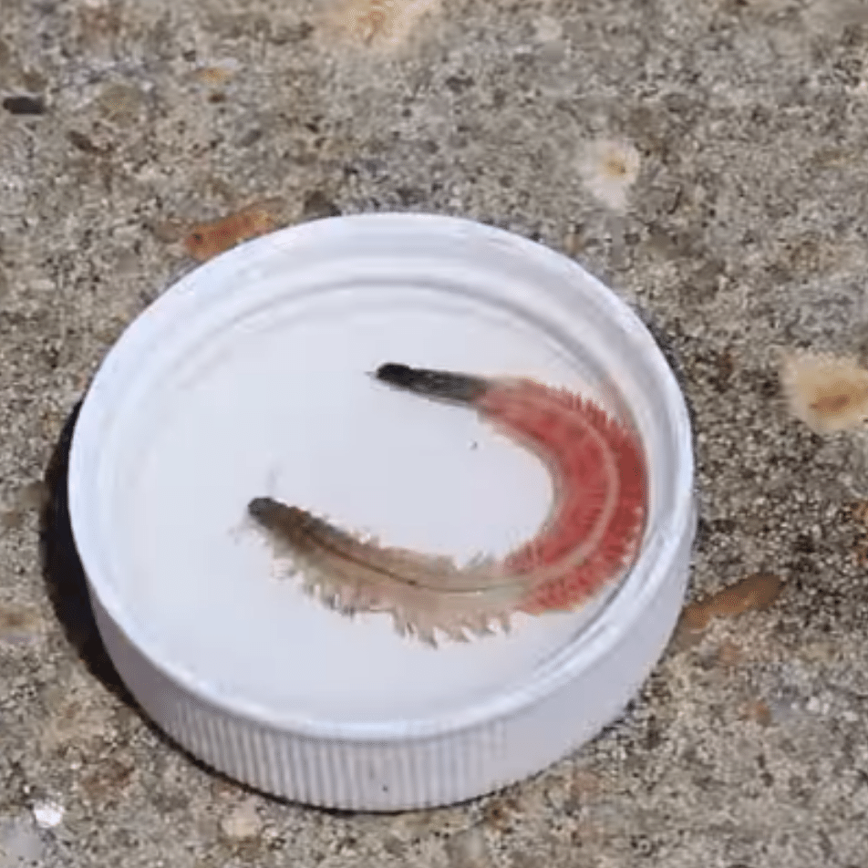 Carnivorous Worms are Swarming the South Carolinina Coast