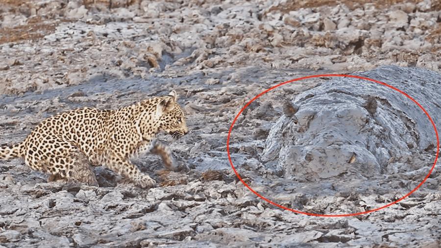 Leopardo se assusta com hipopótamo camuflado em lagoa repleta de lama na África do Sul - Reprodução/YouTube