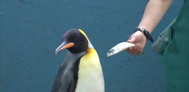 Los pingüinos del acuario se niegan a comer comida barata;  entender porqué